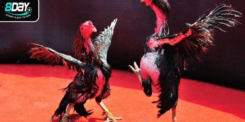 Giới thiệu đôi nét về sảnh đá gà 8day